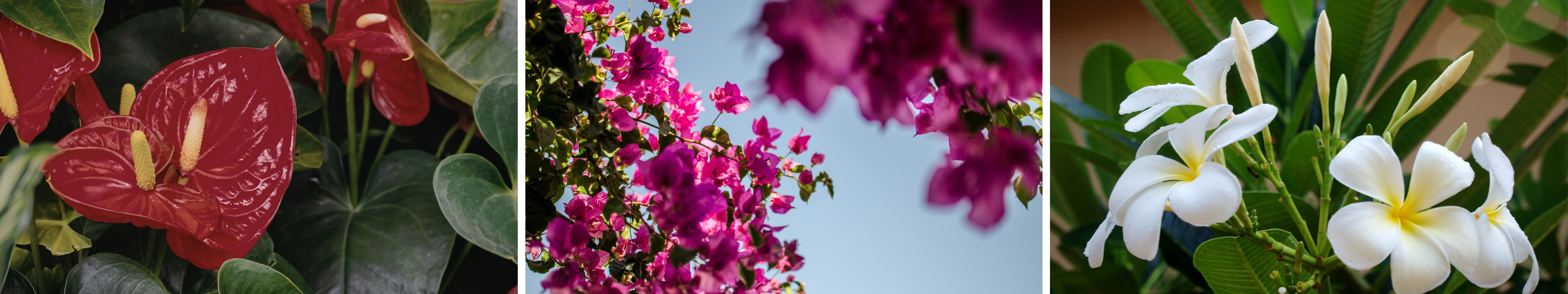 Tanaman Hias: Jenis, Manfaat, dan Tata Letak Untuk Hunian Sehat & Asri